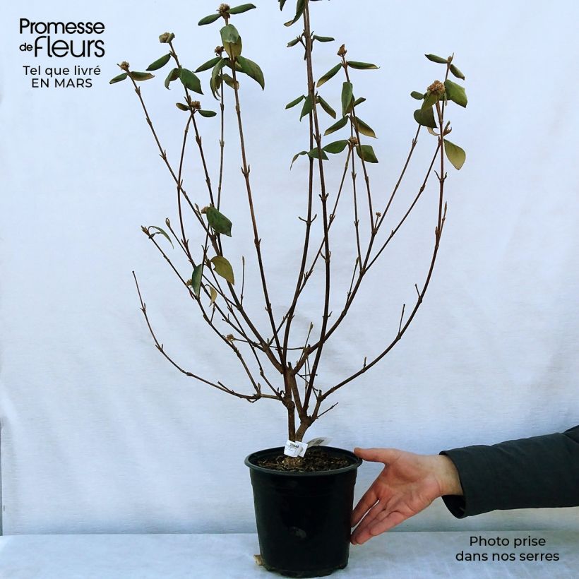Viburnum burkwoodii Mohawk 4L/5L pot sample as delivered in spring