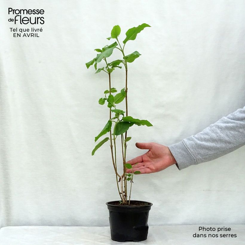 Viburnum lantana 1.5L/2L pot sample as delivered in spring