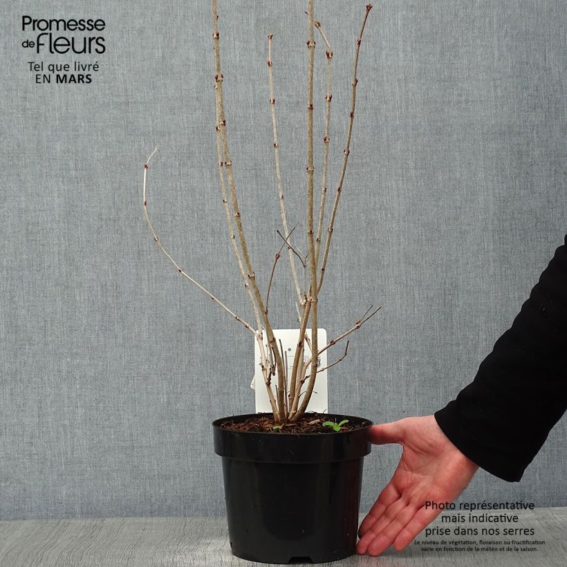 Viburnum opulus Park Harvest 2L/3L pot sample as delivered in winter