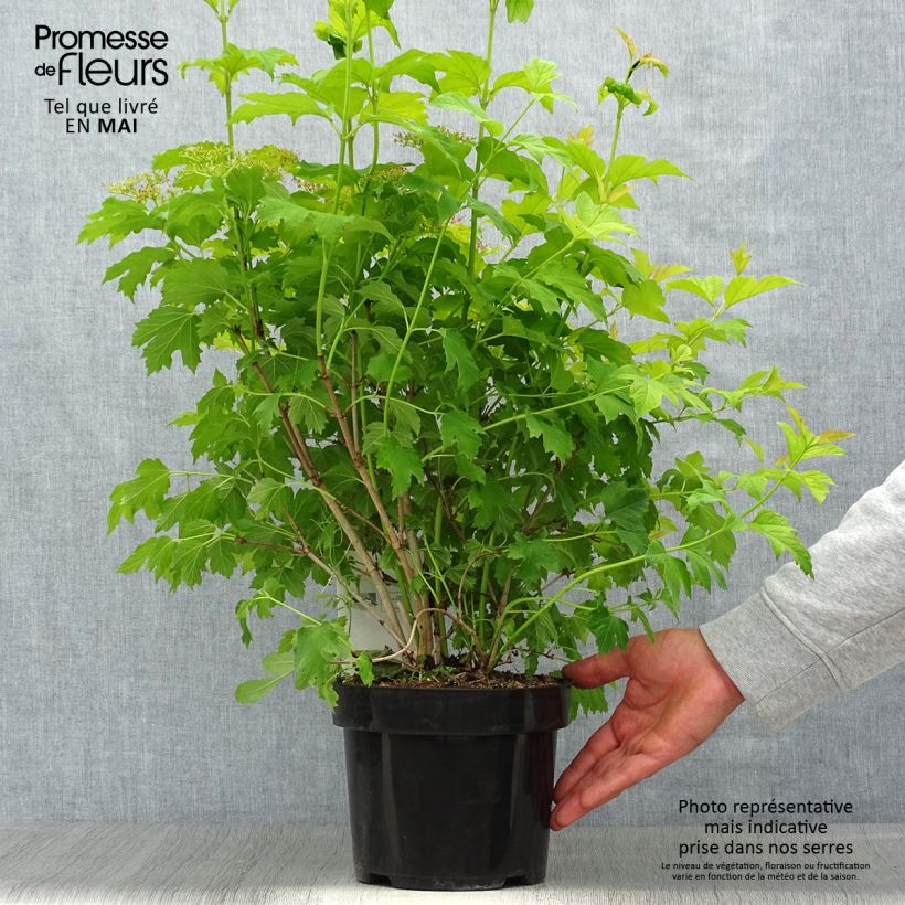 Viburnum opulus Park Harvest 2L/3L pot sample as delivered in spring