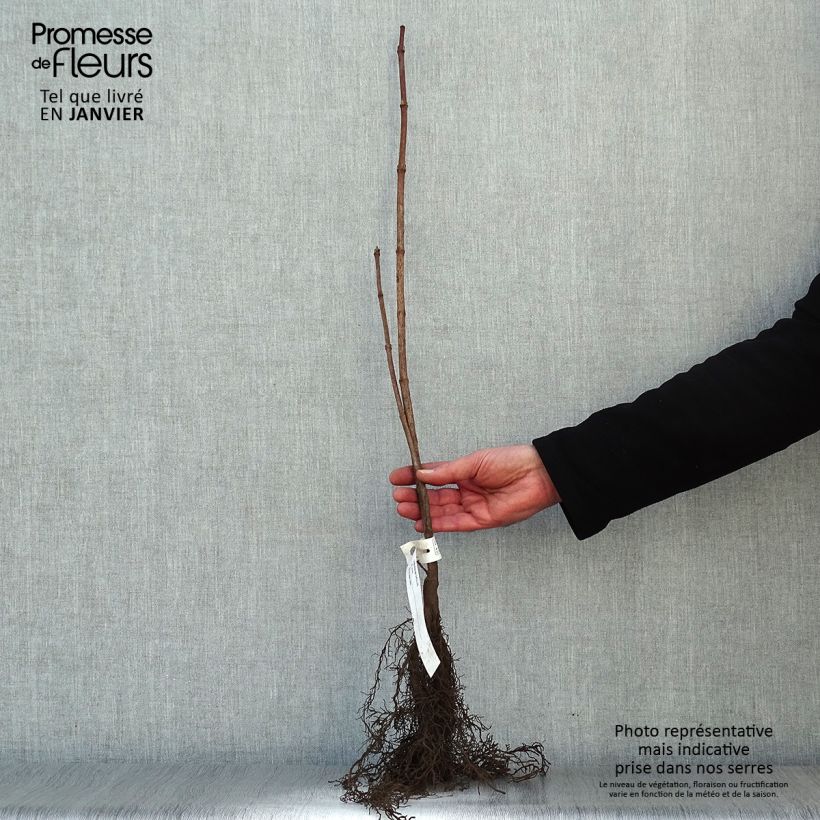 Guelder rose - Viburnum opulus Bare root sample as delivered in winter