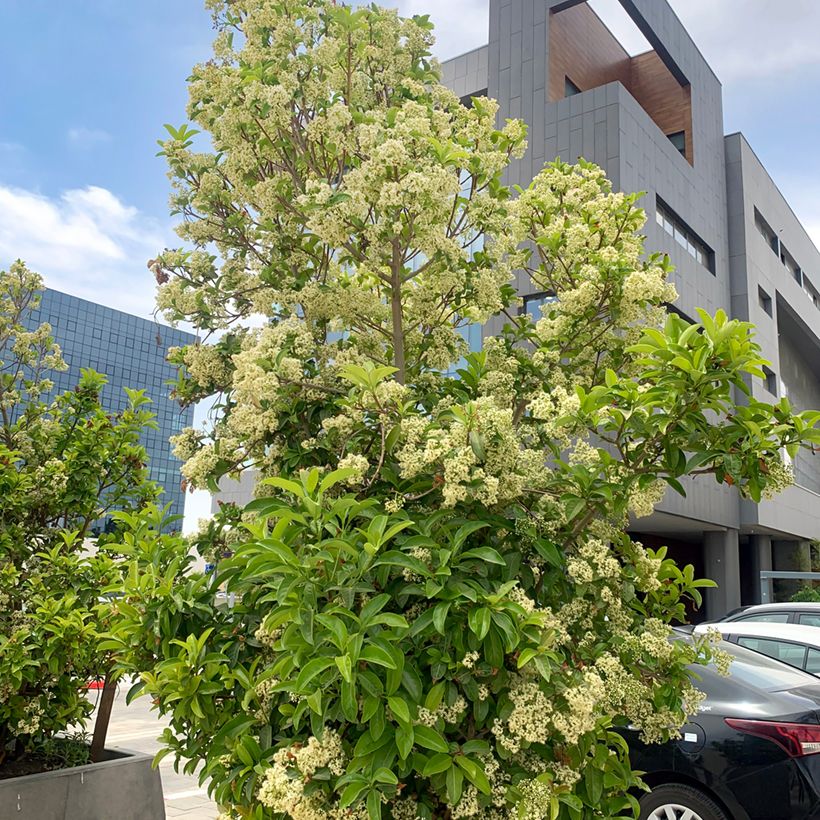 Viburnum odoratissimum  (Plant habit)