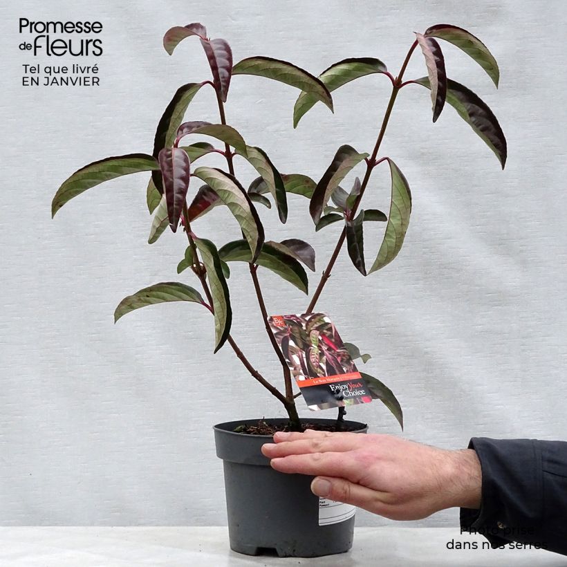 Viburnum Le Bois Marquis 3L/4L pot sample as delivered in winter