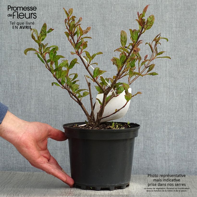 Viburnum Le Bois Marquis 3L/4L pot sample as delivered in spring