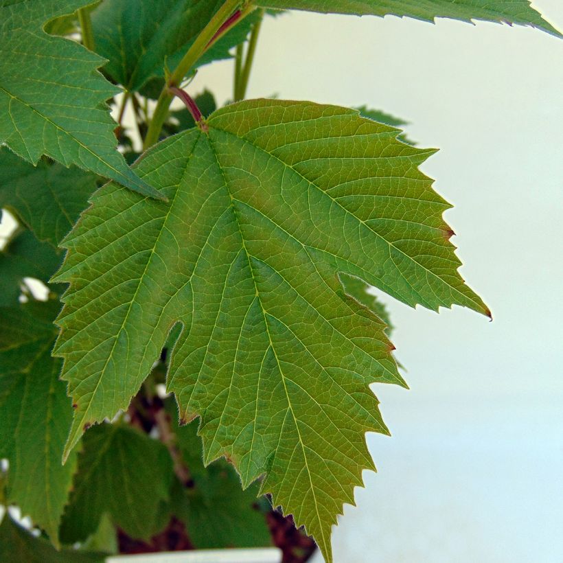 Viburnum trilobum Bailey Compact (Foliage)