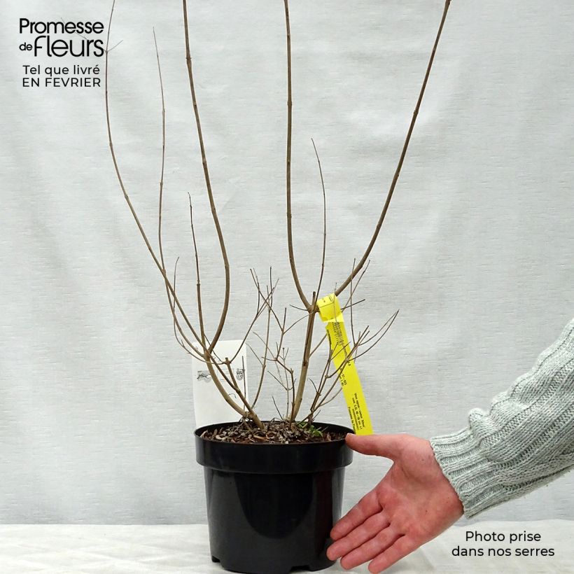 Vitex agnus-castus Albus - Chaste Tree 3L/4L pot sample as delivered in winter