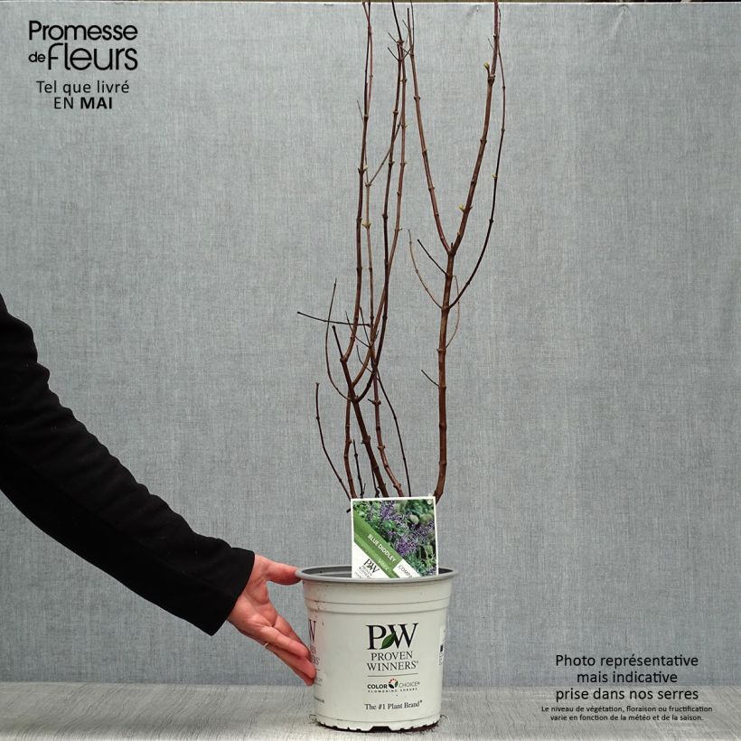 Vitex agnus-castus Blue Didley - Chaste Tree 3L/4L pot sample as delivered in spring