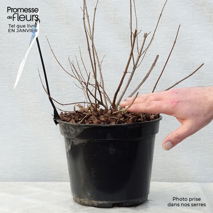 Vitex agnus-castus Delta Blues - Chaste Tree 3L/4L pot sample as delivered in winter