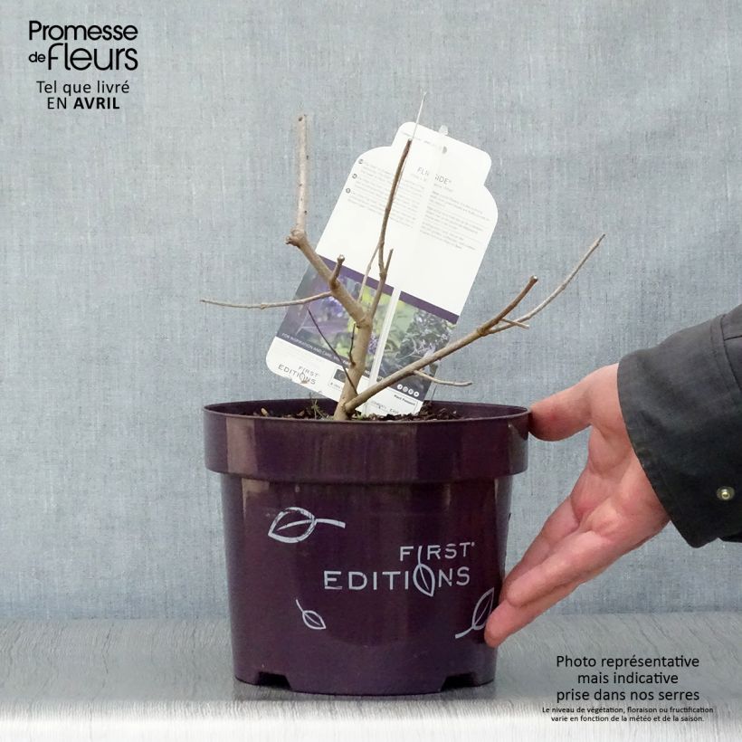 Vitex agnus-castus Flip Side - Chaste Tree 3L/4L pot sample as delivered in spring