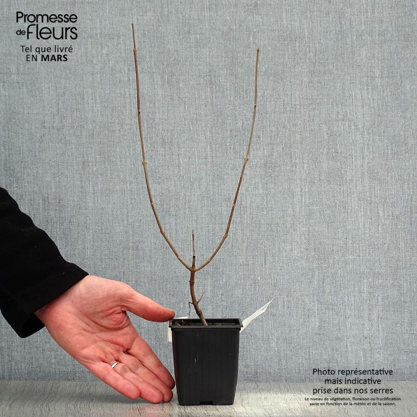 Vitex agnus-castus f. latifolia - Chaste Tree 8/9 cm pot sample as delivered in spring