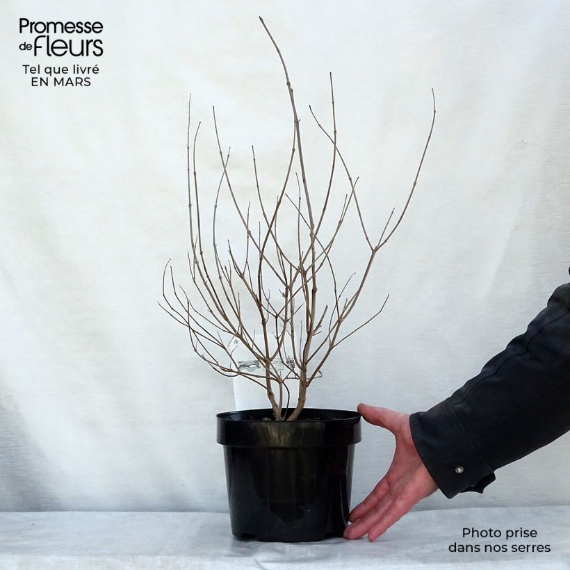 Vitex agnus-castus Pink Pinnacle - Chaste Tree 3L/4L pot sample as delivered in spring