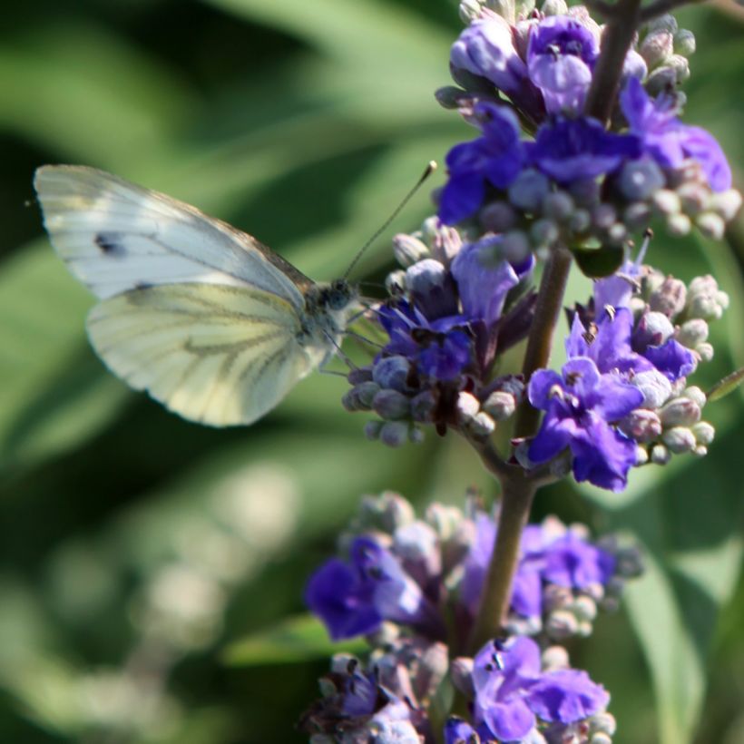Vitex agnus-castus Queen Bee - Chaste Tree (Flowering)