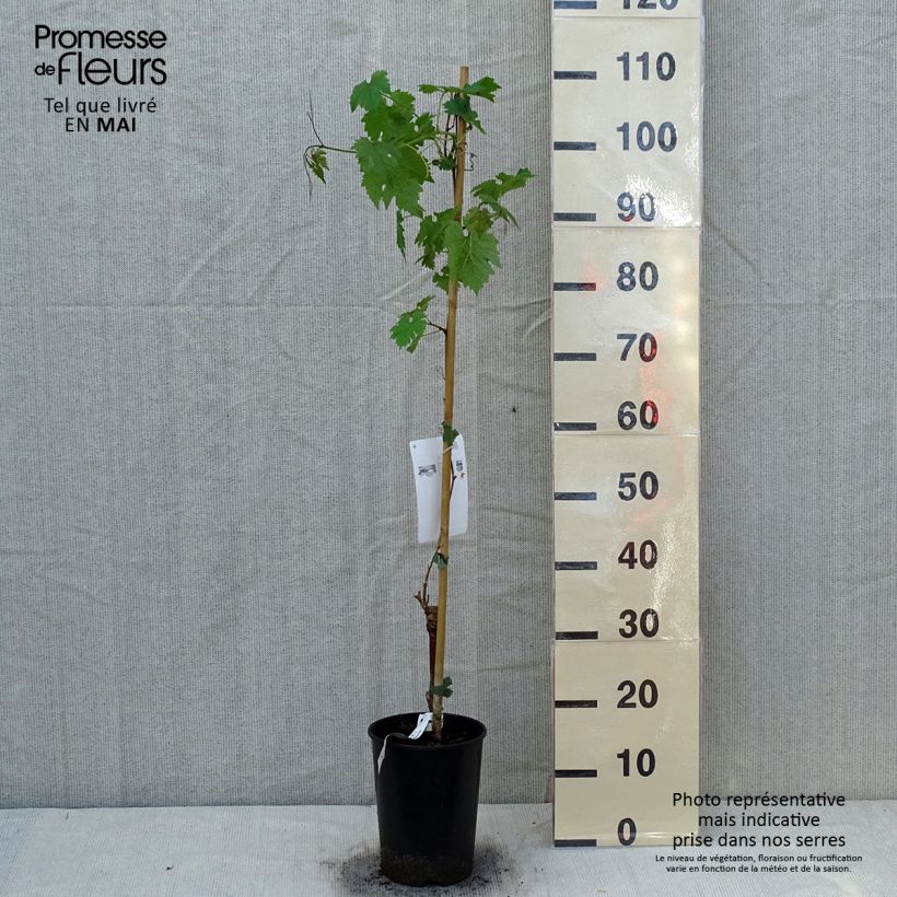 Vitis vinifera Cabernet Sauvignon - Grape vine 1L/1.5L pot sample as delivered in spring