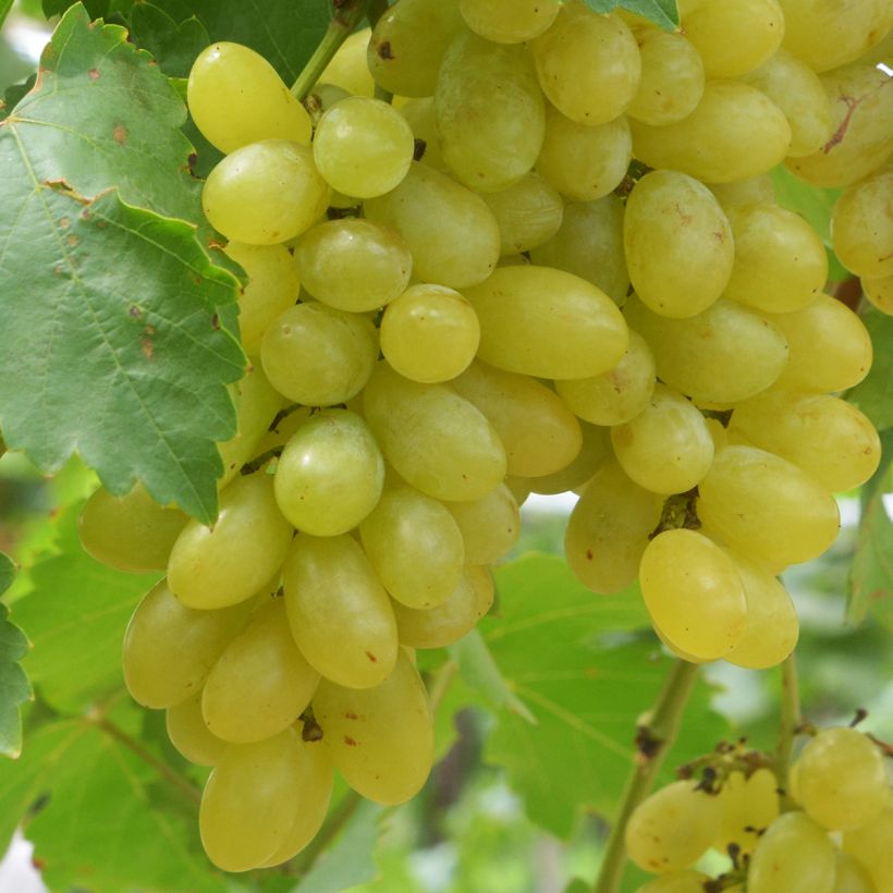 Vitis vinifera Centennial - Seedless Grape vine (Harvest)