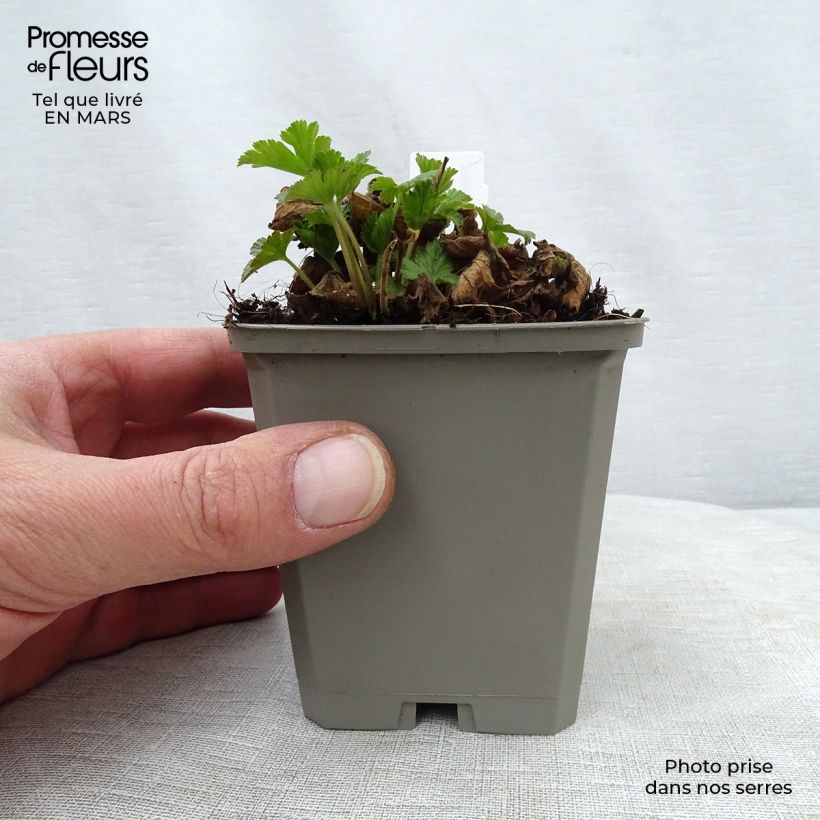 Waldsteinia geoides  8/9 cm pot sample as delivered in spring