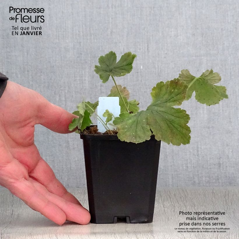 Waldsteinia geoides  8/9 cm pot sample as delivered in winter