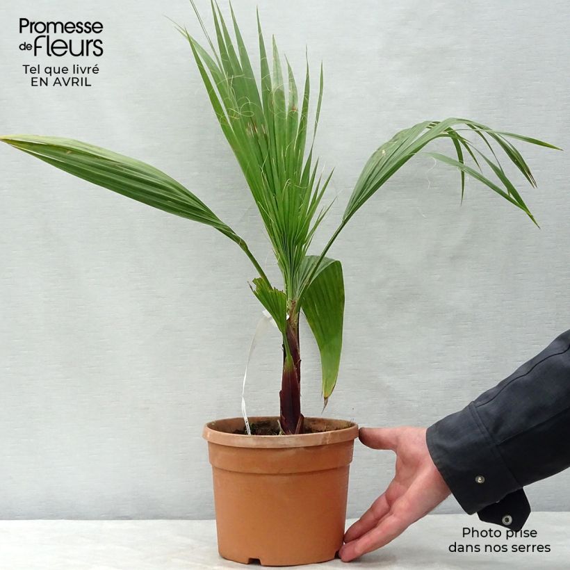 Washingtonia robusta - Mexican Fan Palm 2L/3L pot sample as delivered in spring