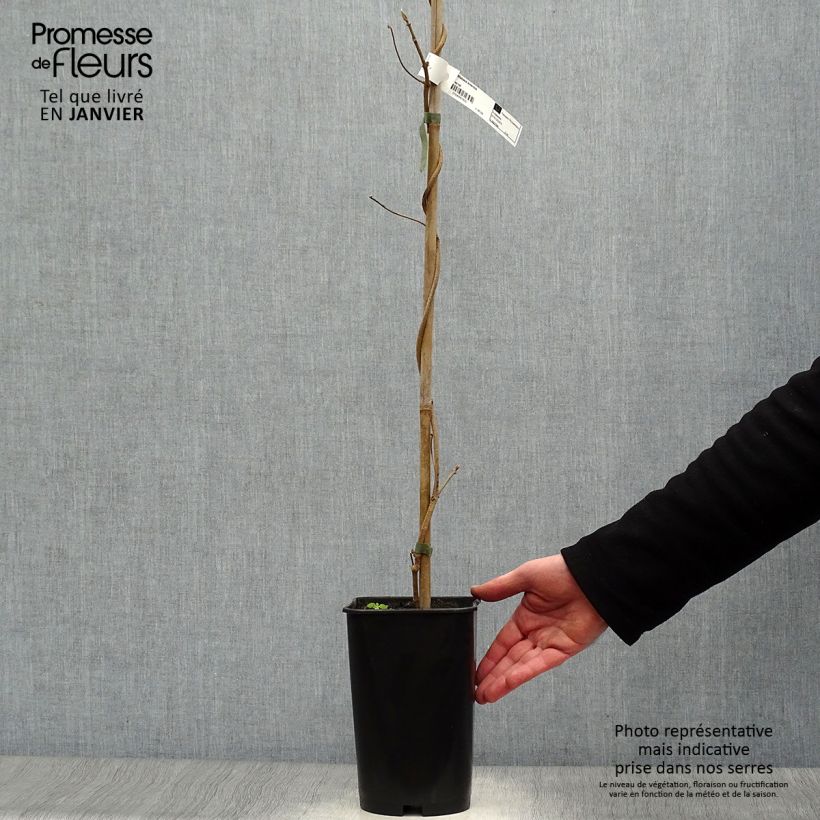 Wattakaka sinensis - Chinese Dregea 2L/3L pot sample as delivered in winter