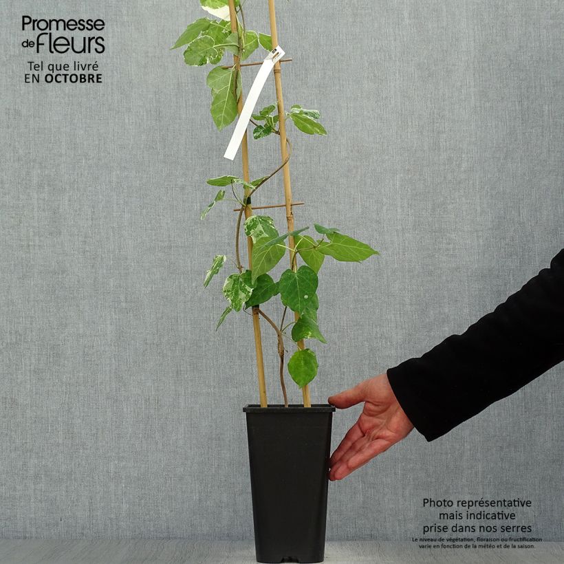 Wattakaka sinensis Variegata - Chinese Wisteria 2L/3L pot sample as delivered in autumn
