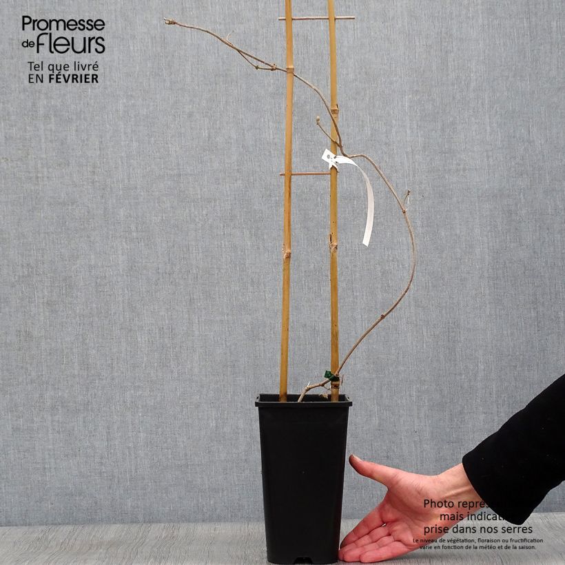 Wattakaka sinensis Variegata - Chinese Wisteria 2L/3L pot sample as delivered in winter