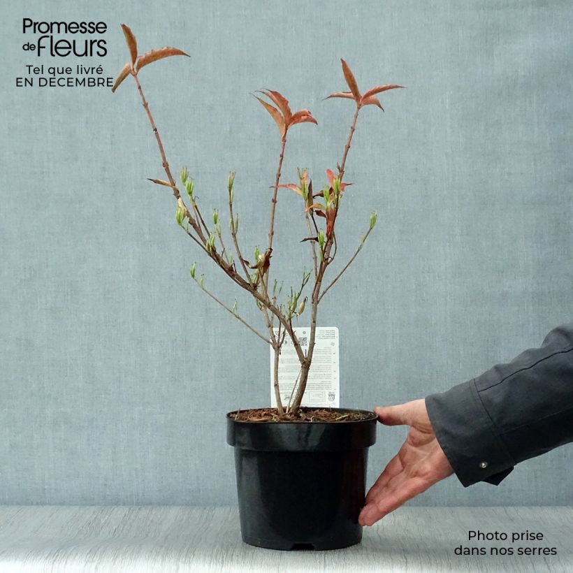 Weigela All Summer Red 3L/4L pot sample as delivered in winter