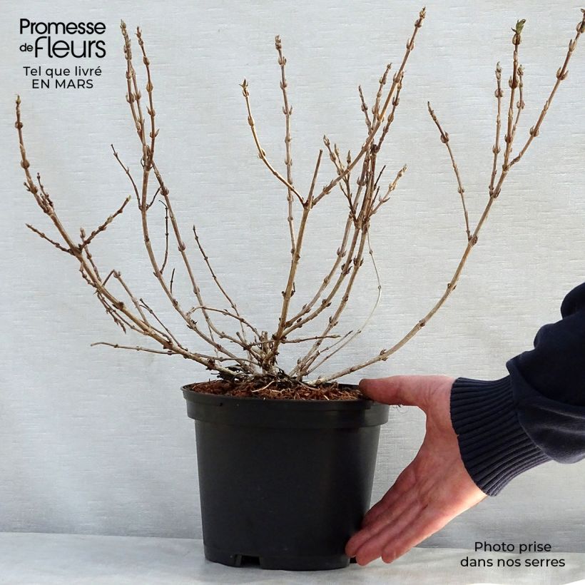 Weigela Black and White 3L/4L pot sample as delivered in spring