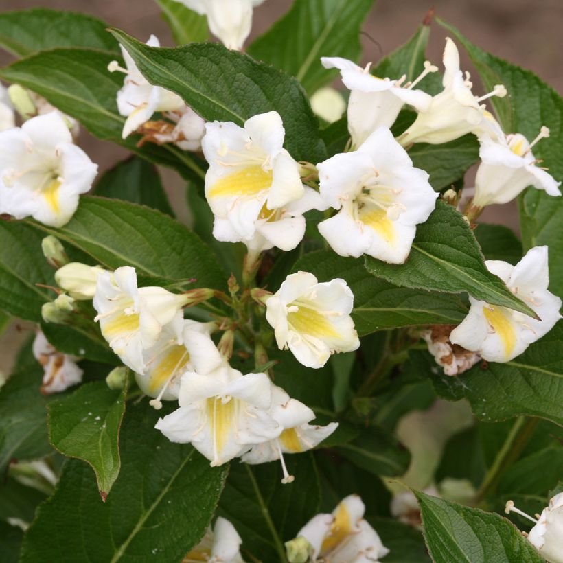 Weigela florida Colourtwist Sunny Side Up (Flowering)