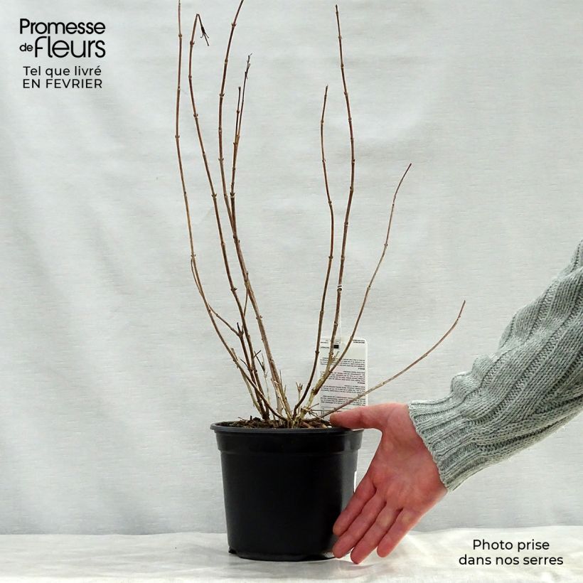 Weigela Bristol Ruby 2L/3L pot sample as delivered in winter