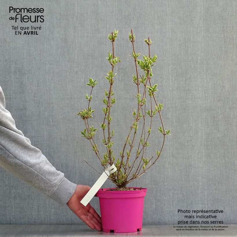 Weigela Kosteriana Variegata 2L/3L pot sample as delivered in spring