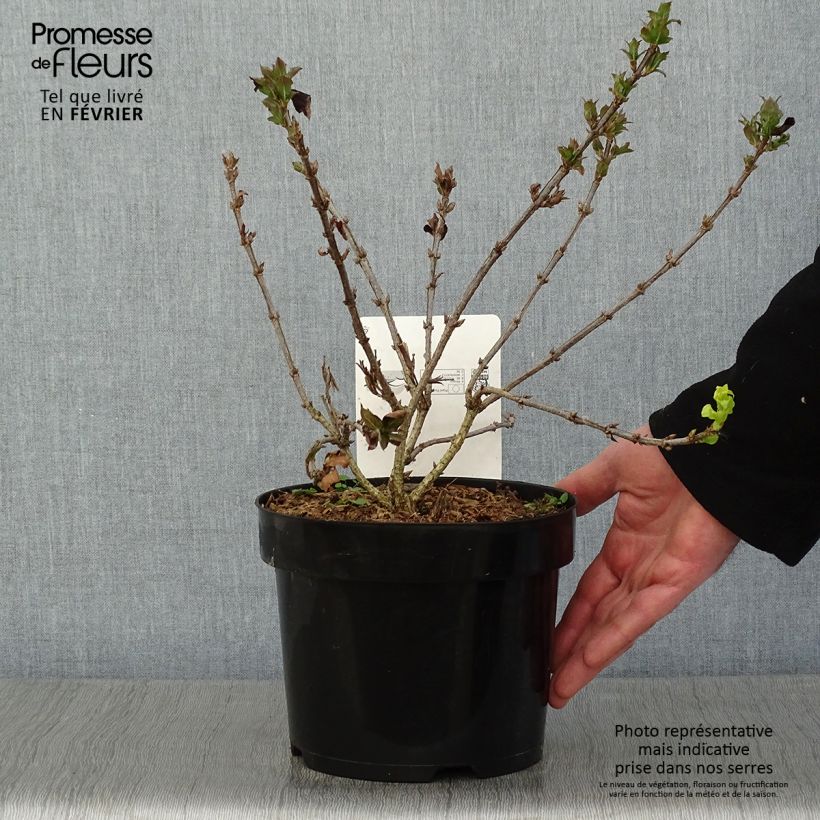 Weigela Minuet 2L/3L pot sample as delivered in winter