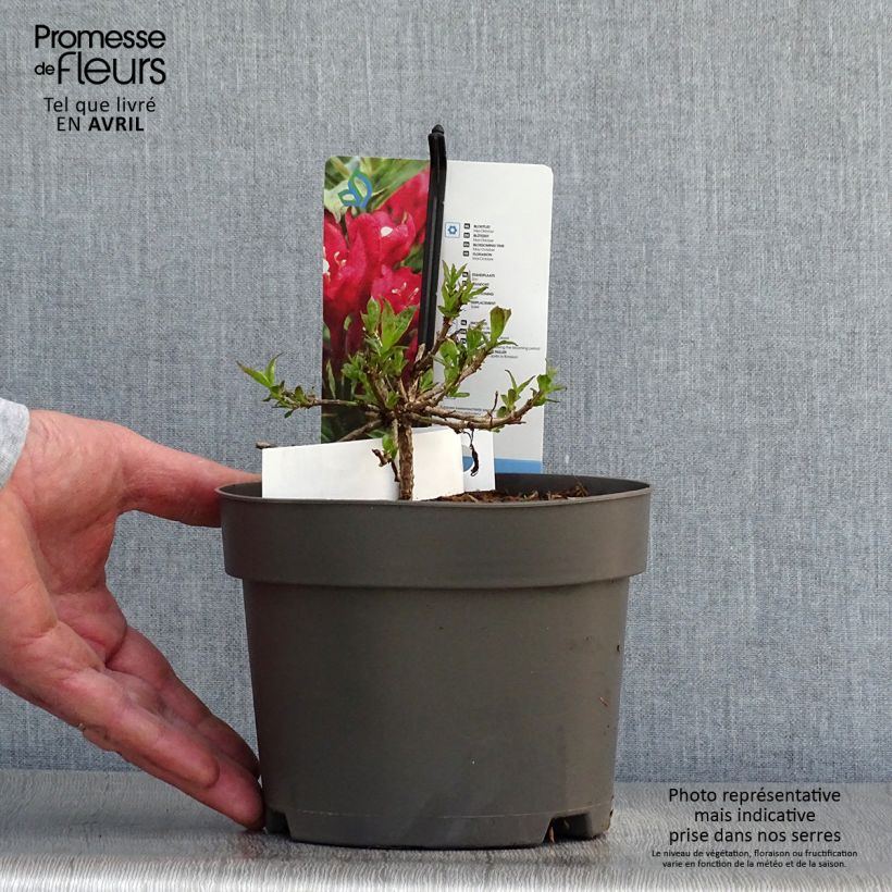 Weigela florida Picobella Rosso 2L/3L pot sample as delivered in spring