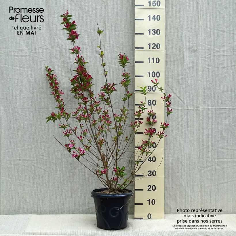 Weigela florida Stelzneri 7.5L/10L pot sample as delivered in spring