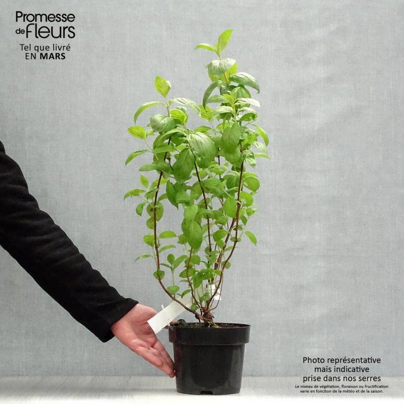 Weigela florida Wings of Fire 3L/4L pot sample as delivered in spring