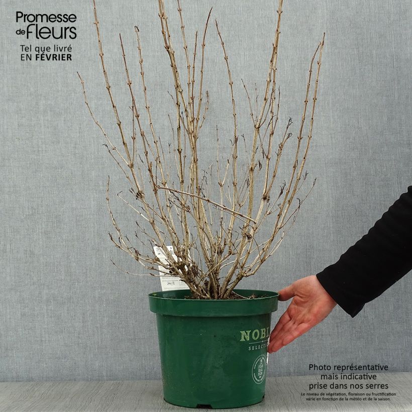 Weigela Ebony and Ivory 7.5L/10L pot sample as delivered in winter