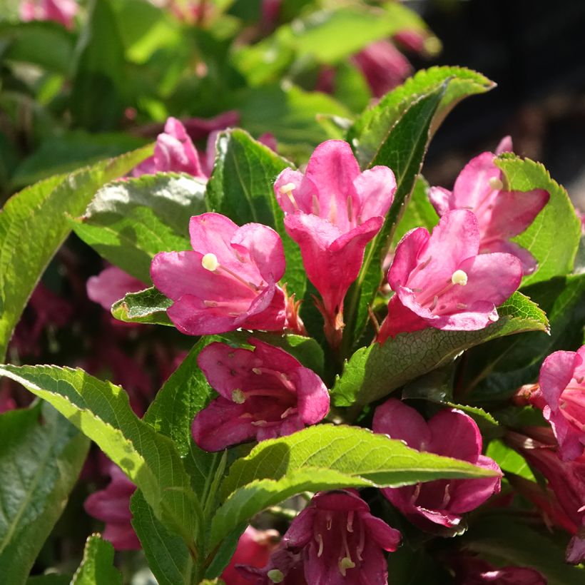 Weigela florida Korea (Flowering)