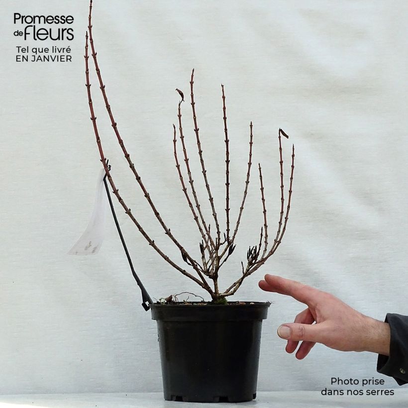 Weigela florida Magical Rainbow 3L/4L pot sample as delivered in winter