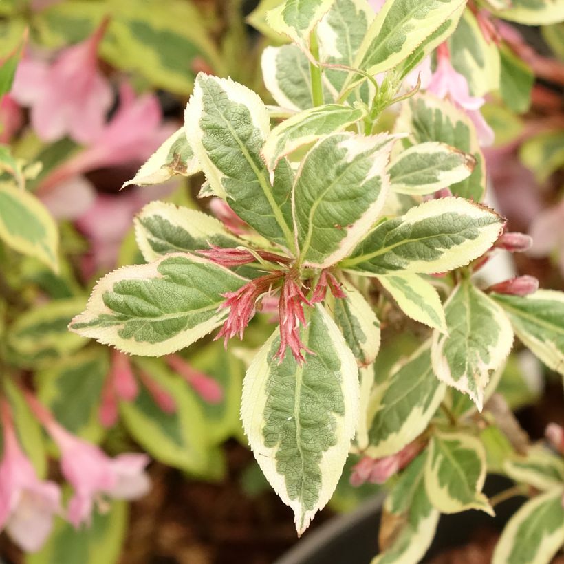 Weigela florida Magical Rainbow (Foliage)