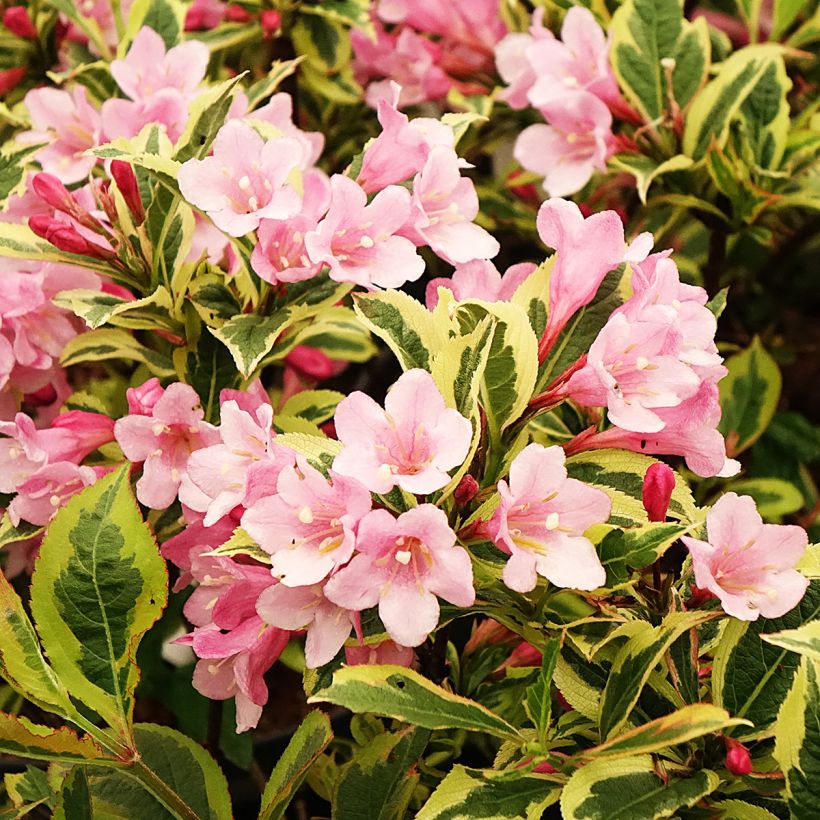 Weigela florida Magical Rainbow (Flowering)