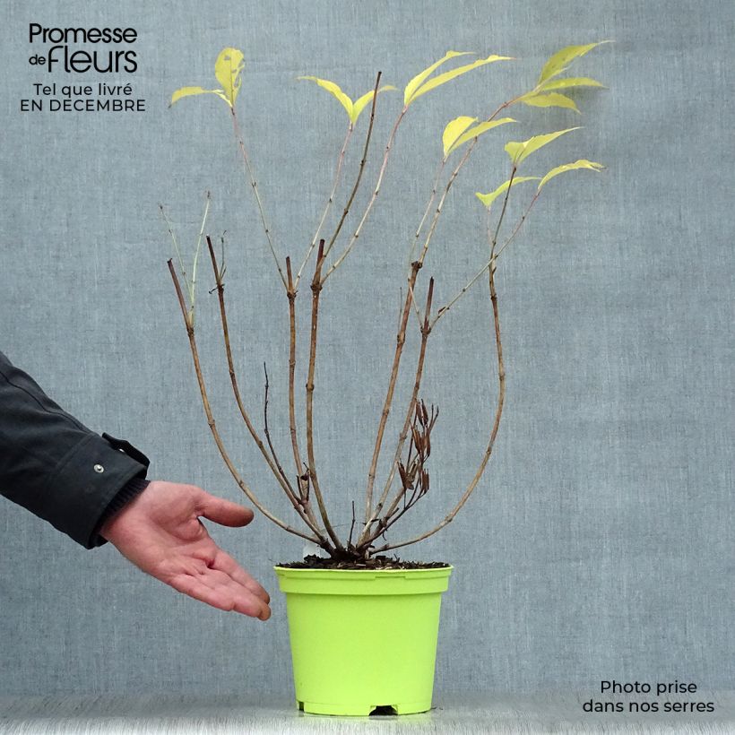 Weigela florida Marjorie 2L/3L pot sample as delivered in winter