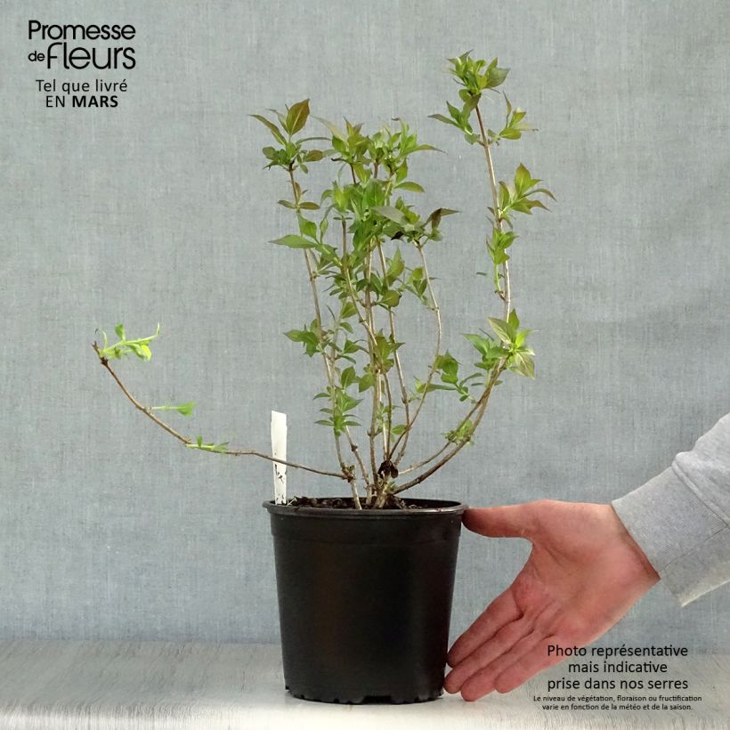 Weigela florida Minor Black 2L/3L pot sample as delivered in spring