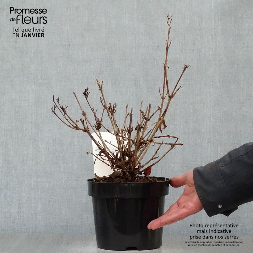 Weigela florida Brigela 2L/3L pot sample as delivered in winter