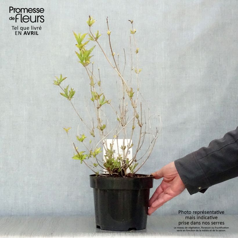 Weigela florida Brigela 2L/3L pot sample as delivered in spring