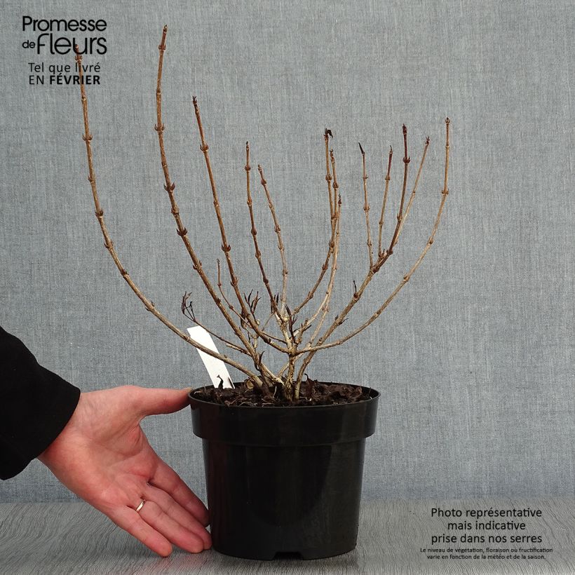 Weigela florida Nana Purpurea 3L/4L pot sample as delivered in winter