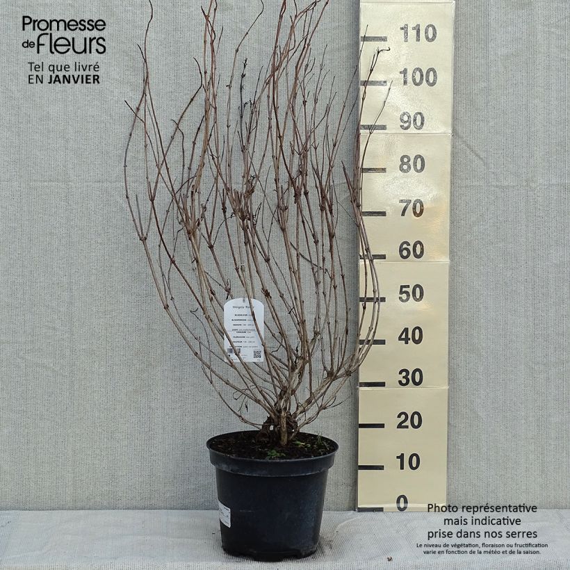 Weigela florida Rosea 7.5L/10L pot sample as delivered in winter