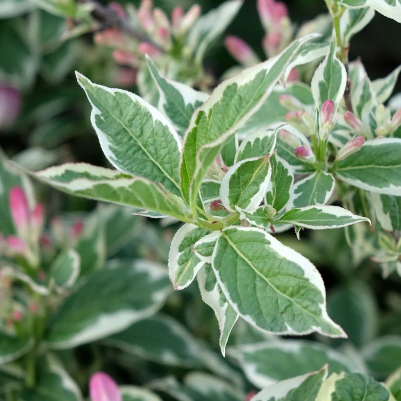 Weigela florida variegata (Foliage)