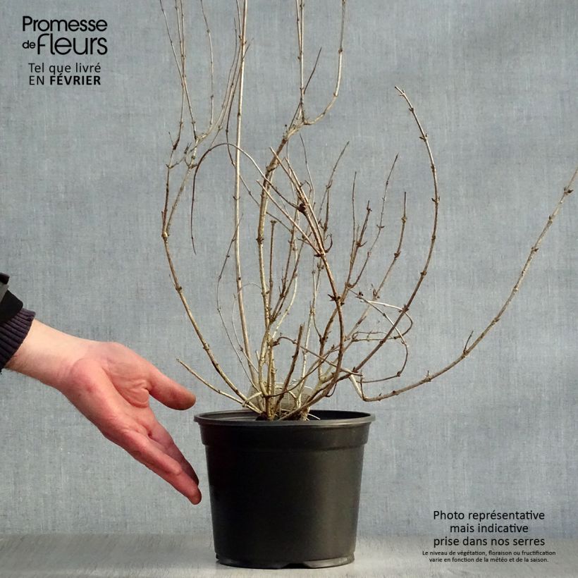 Weigela florida Victoria 2L/3L pot sample as delivered in winter