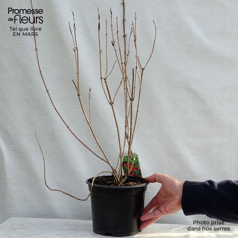 Weigela Eva Rathke 2L/3L pot sample as delivered in spring