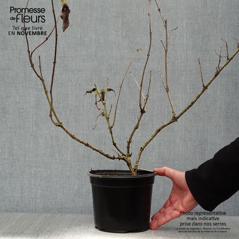 Weigela Red Prince 2L/3L pot sample as delivered in autumn