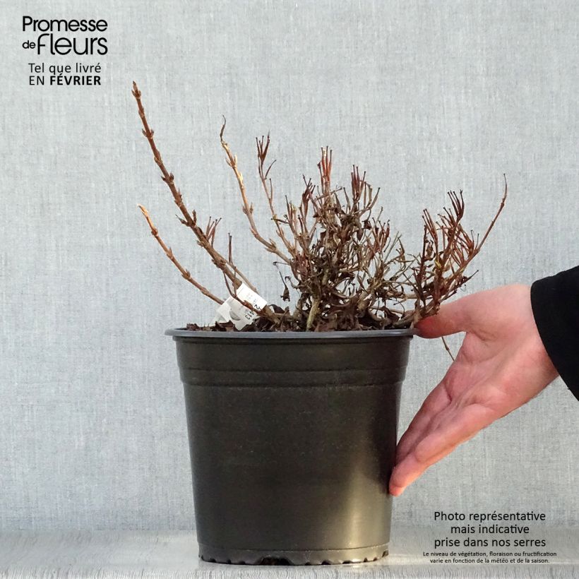 Weigela All Summer Peach 3L/4L pot sample as delivered in winter