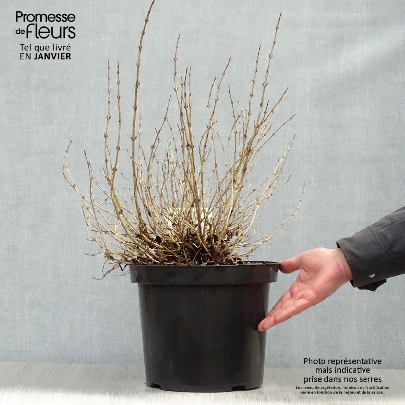 Weigela florida Monet Verweig 7.5L/10L pot sample as delivered in winter